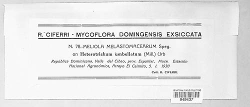 Asteridiella melastomatacearum image